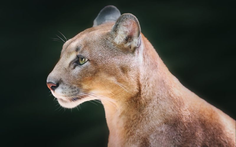 Max van Rijswijk: why big cat habitats matter for biodiversity