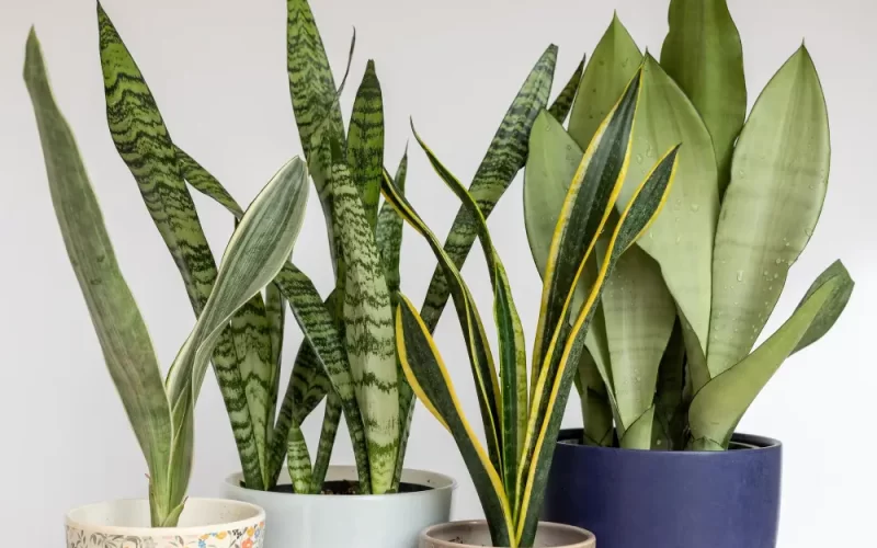 🌵 How to Care for a Snake Plant: The Unkillable Houseplant
